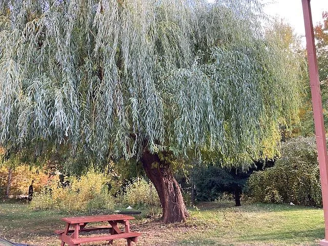yard