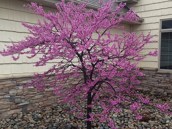Redbud