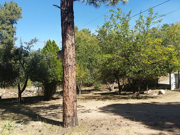 Front yard, fruit trees