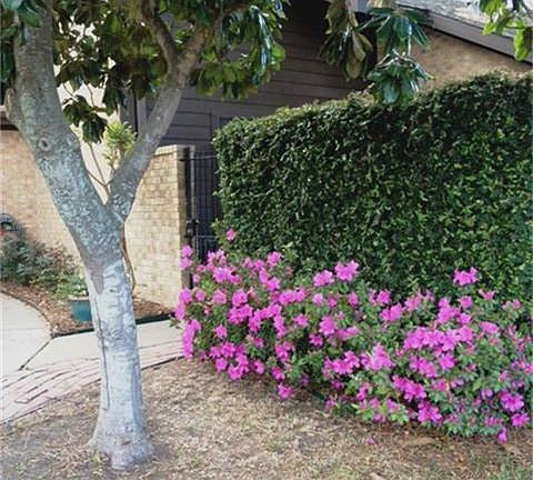 Picture taken when the Azaleas were in bloom!