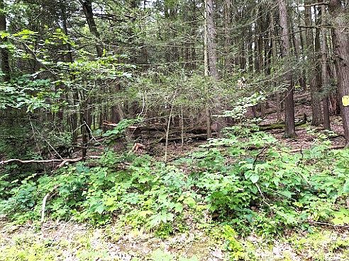 1st image of 0 Foley Rd