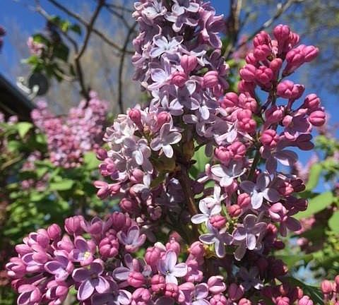 Lilacs in spring