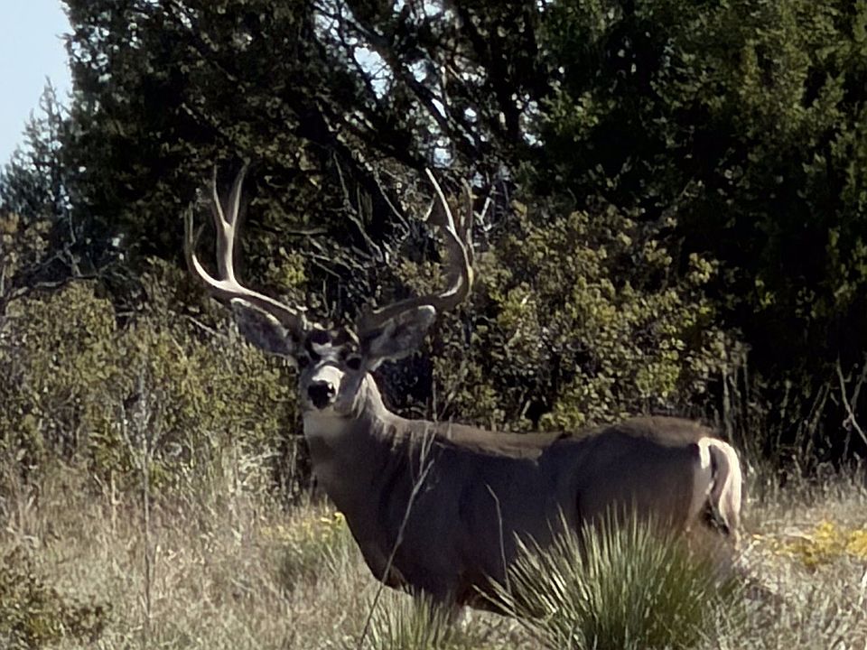 1st image of 1820 Mesa De Leon Rd