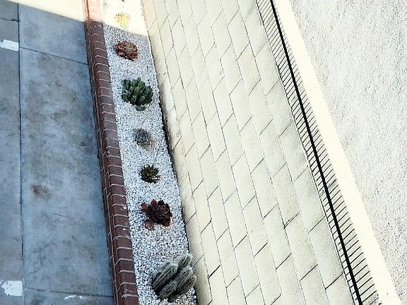 Succulent plants