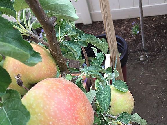 Fruit trees