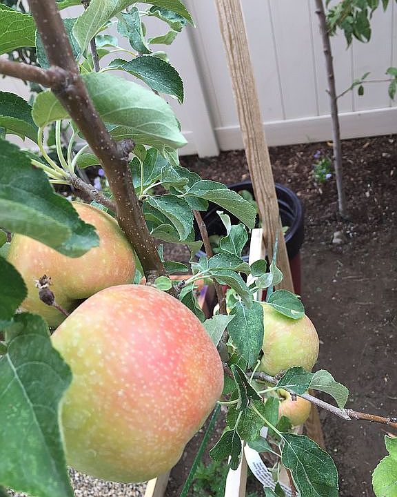 Fruit trees