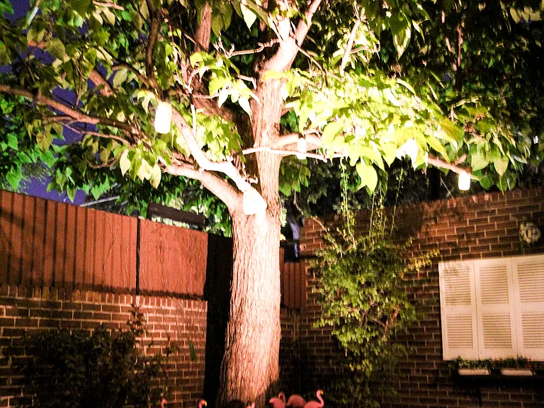 Backyard (Twilight view)