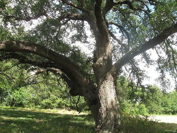Massive oak trees everywhere!