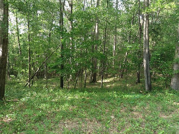 Wooded area