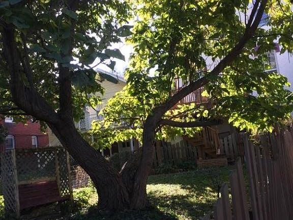 Fenced back yard