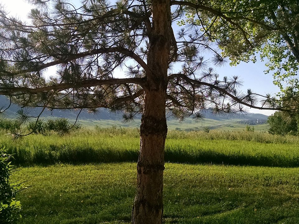 The view