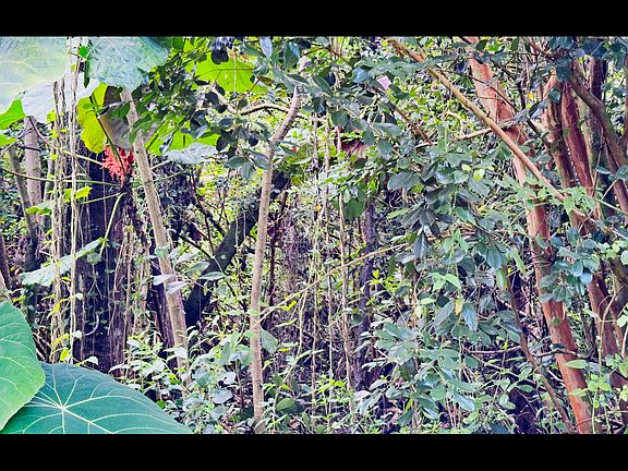2nd image of Opakapaka St Lot 8
