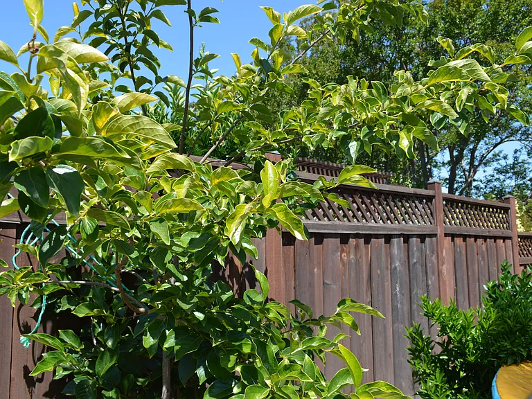 Fruit trees