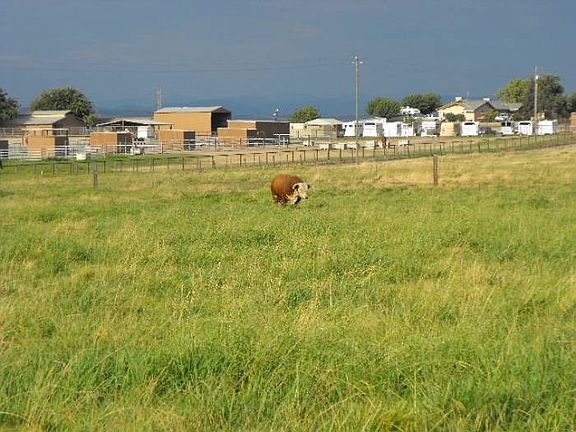 Horse Property