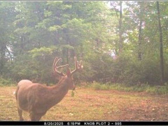 4th image of Eland Rd #1