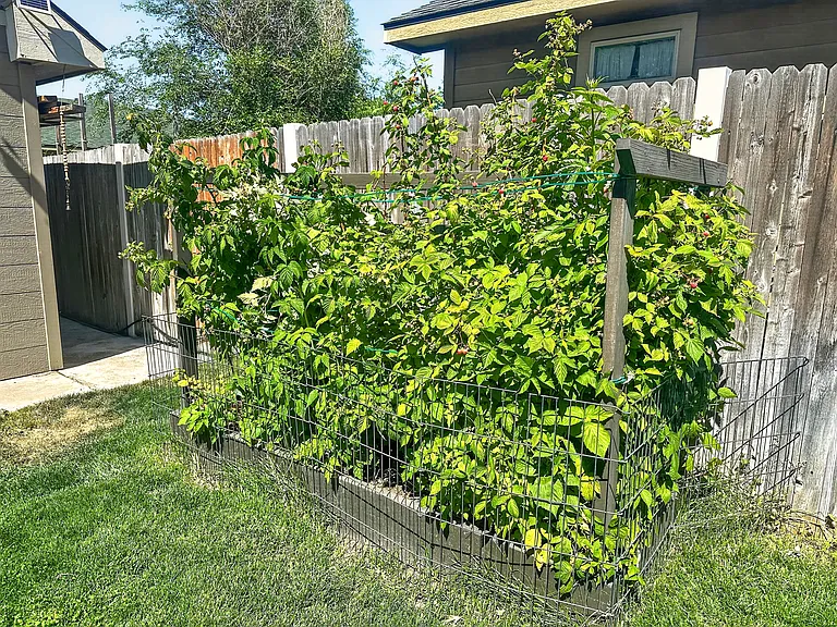 Raspberry patch