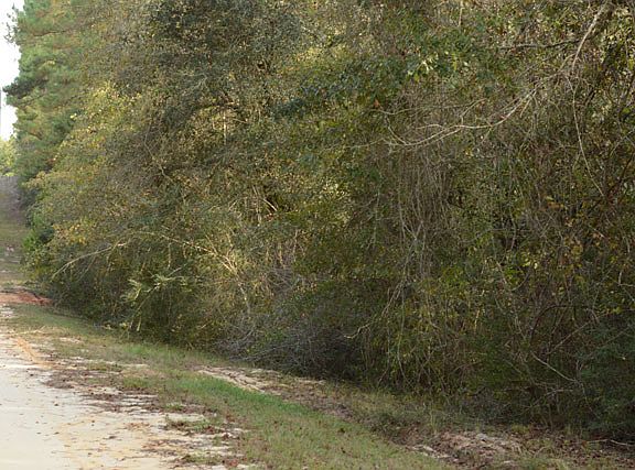 3rd image of 471 Papaya Dr
