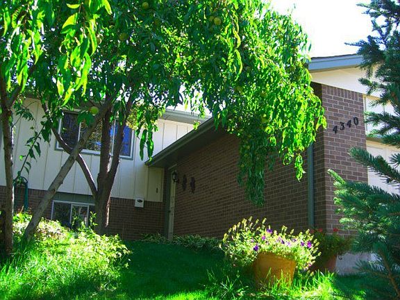 Front yard features a apricot tree!