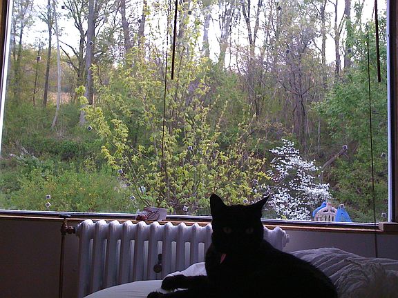Backyard view - bedroom