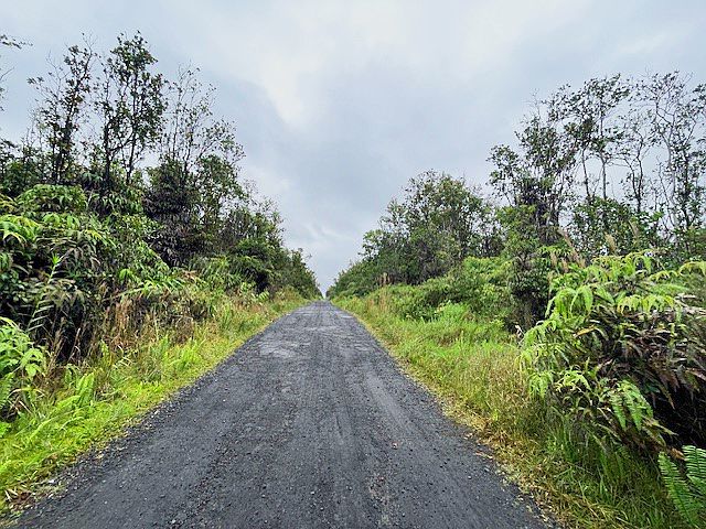 2nd image of 64 Jungle