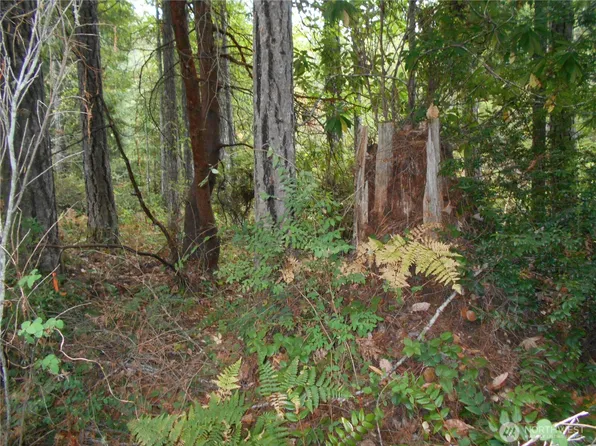 0 Belgian, Brinnon, WA 98320