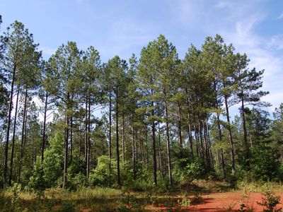 0 Tuscarora Rd #2991296885, Warrenton, NC, 27589