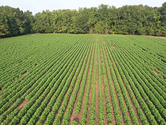 5th image of 81.30 Acres - Blackberry Rd.