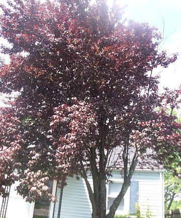 4th image of 303 Hillcrest Ave