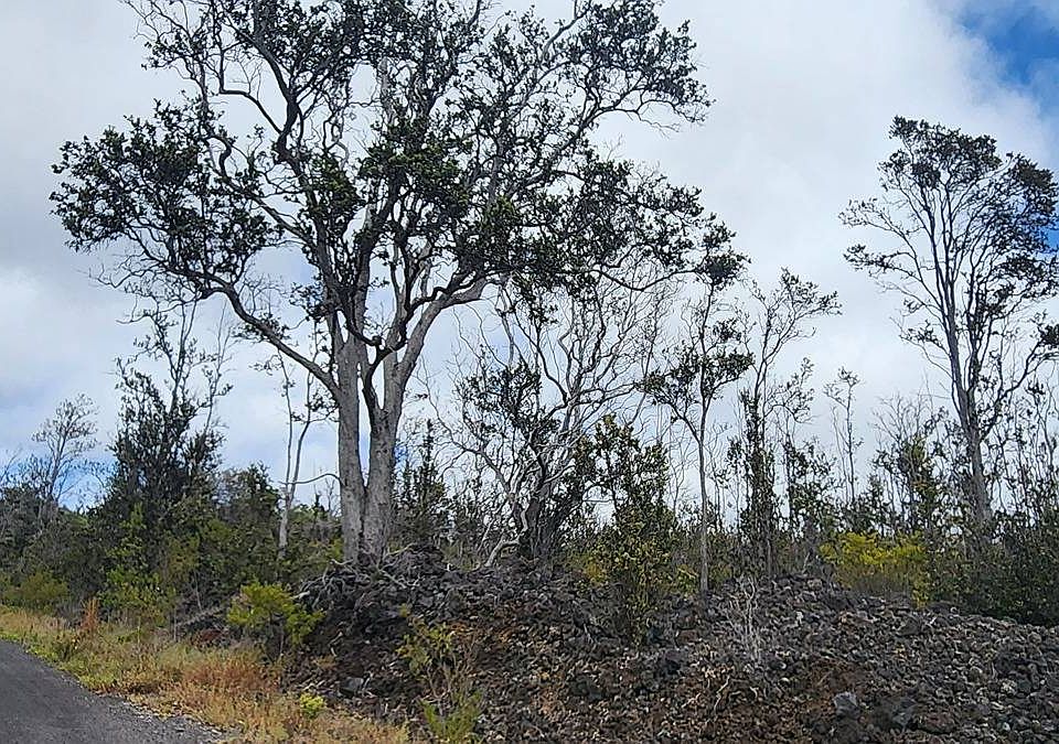 2nd image of Plumeria Ln Lot 11