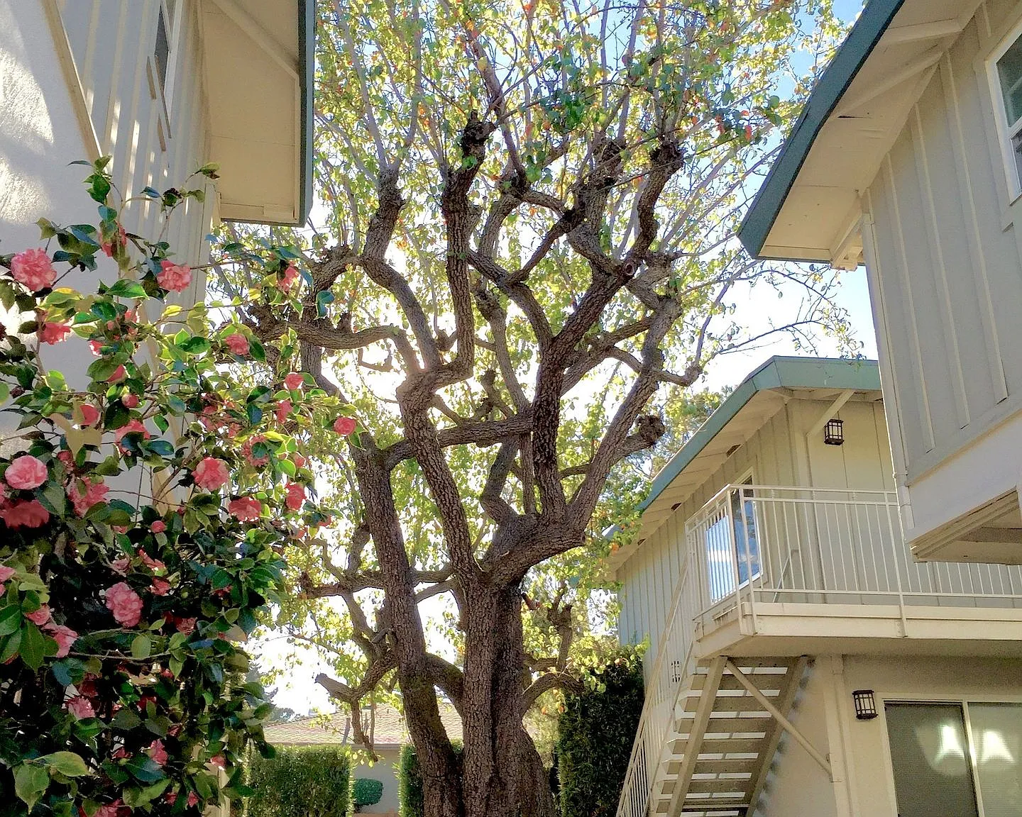 The Pines — Photo 4