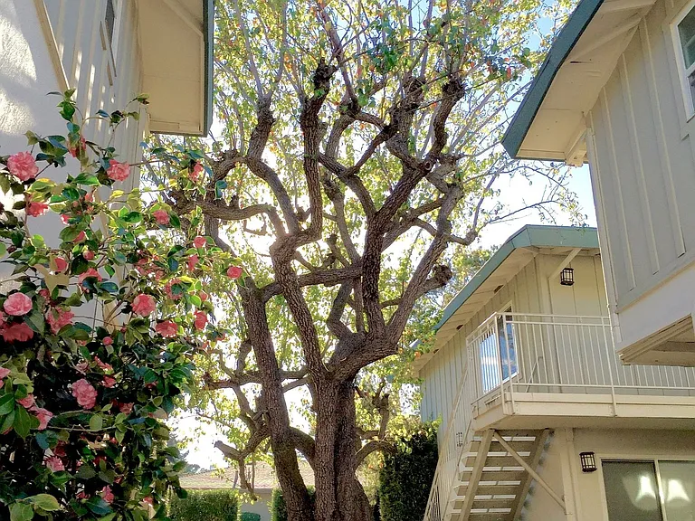 The Pines — Photo 4