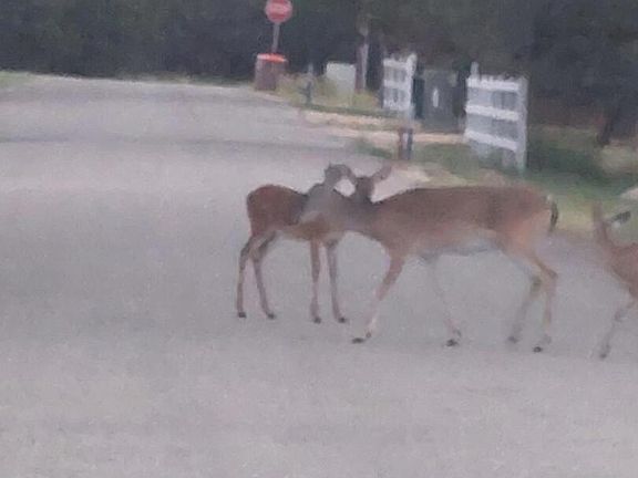 5th image of 621 GLEN OAKS DR LOT 313