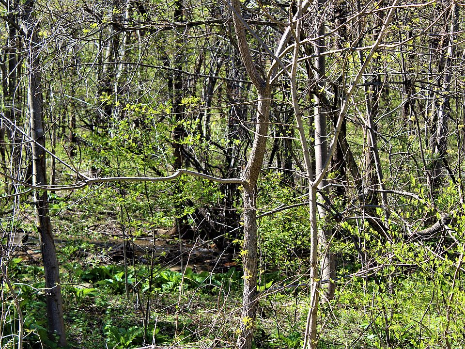 2nd image of 58 Chester Gap Rd