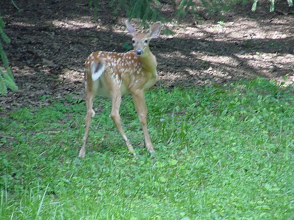 Baby Deer