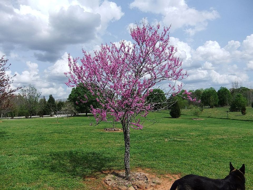 over 300 trees planted
