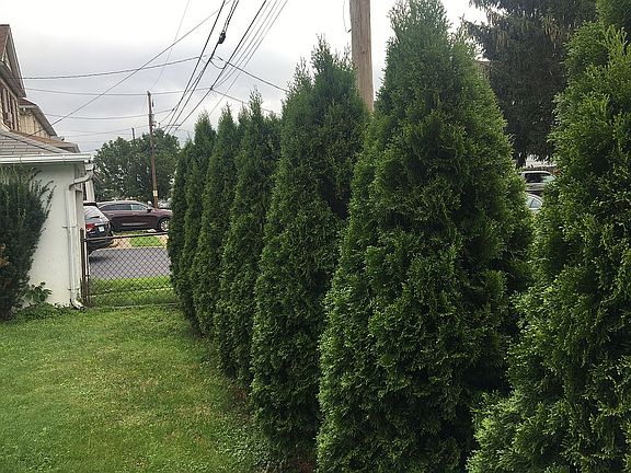 Privacy fence and shrubs