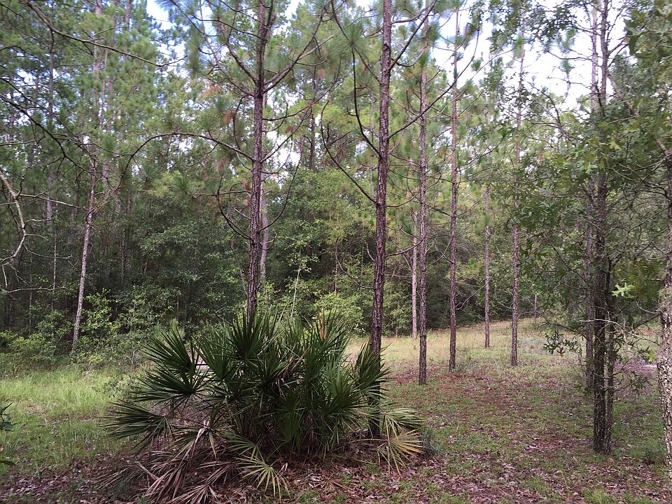 Longleaf pine & saw palmetto