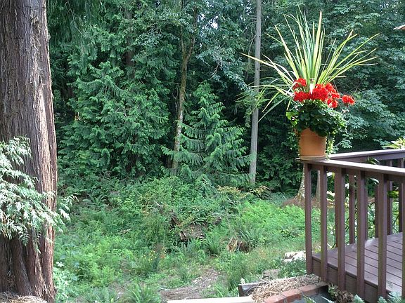 Back Yard Ravine View