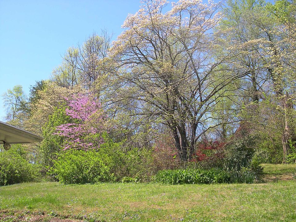 Backyard in Spring