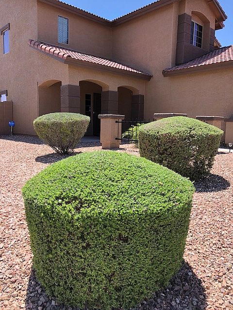 Front yard