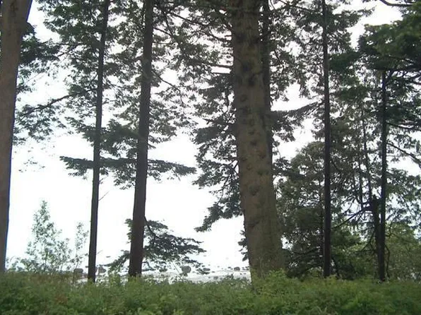 384 W Bluff Rd, Point Roberts, WA 98281