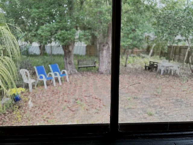 Back yard
