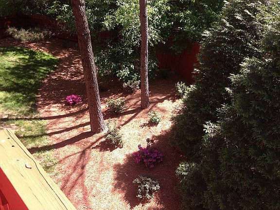 Azaleas, Knockout Roses