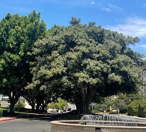 Fountain as you drive in