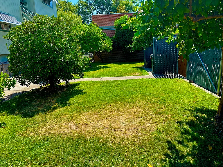 The tree on the left is a Blood Orange. There is a large patio looking in the opposite direction.