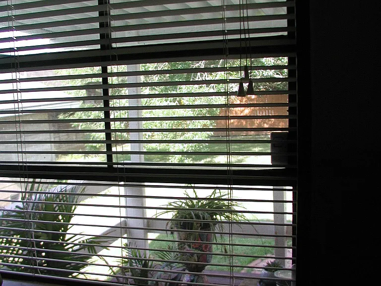Kitchen- back yard view