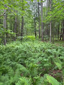 Pool Lake Rd NE, Bemidji, MN, 56601