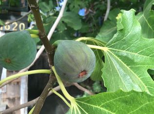 1620 Chestnut St, Berkeley, CA 94702