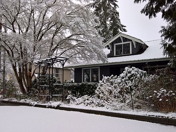 Vine maple and snow
