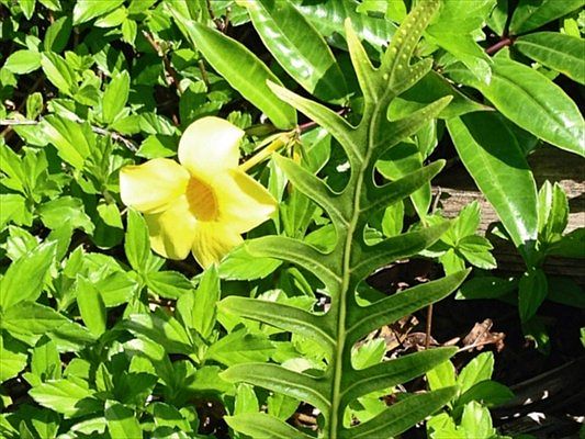 5th image of N 27 N Puni Mauka Loop Lot 27